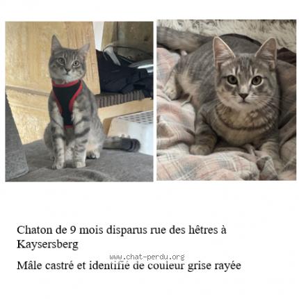 Photo de chat perdu à Kayserberg