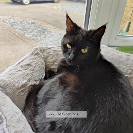 Photo 1/1 Julia Chat perdu à Cambridge