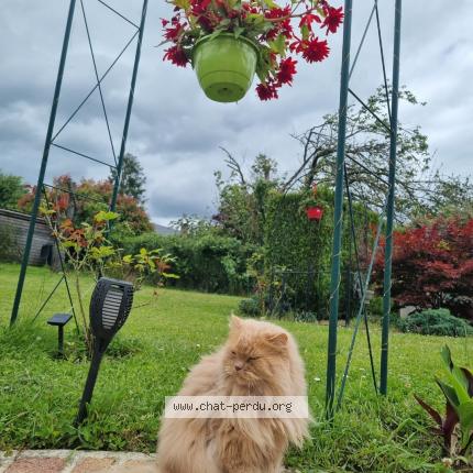 Photo de chat perdu à Coucy Le Chateau