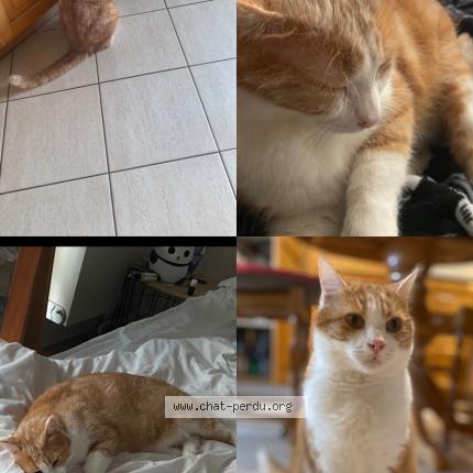 Photo 1/1 Chat retrouvé Perdu à Merignac