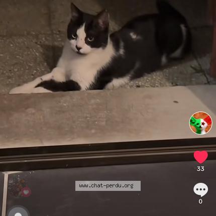 Photo 2/5 Chat retrouvé Perdu à Noisy Le Grand