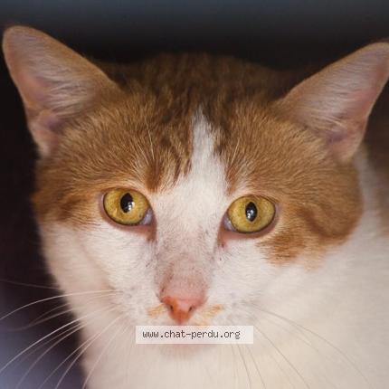 Photo 1/1 Chat retrouvé Perdu à Elancourt