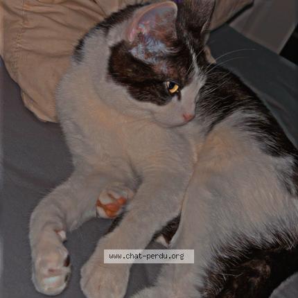Photo 1/1 Chat retrouvé Perdu à La Meilleraye De Bretagne