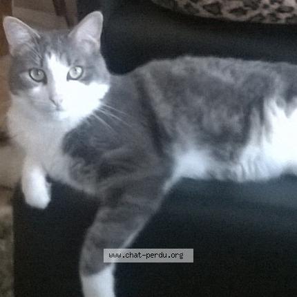 Photo de chat perdu à Angers