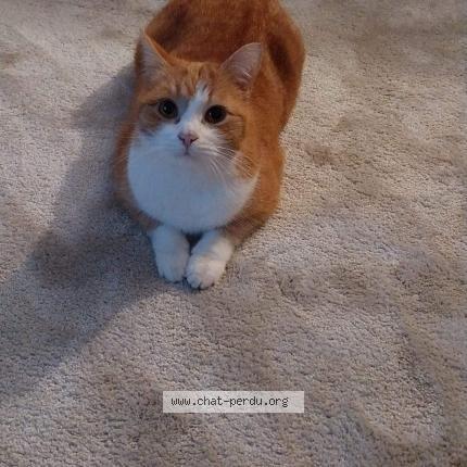 Photo de chat perdu à Torfou