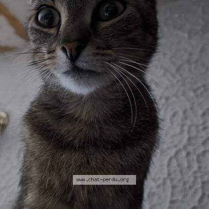 Photo 1/2 Chat retrouvé Perdu à Meung Sur Loire