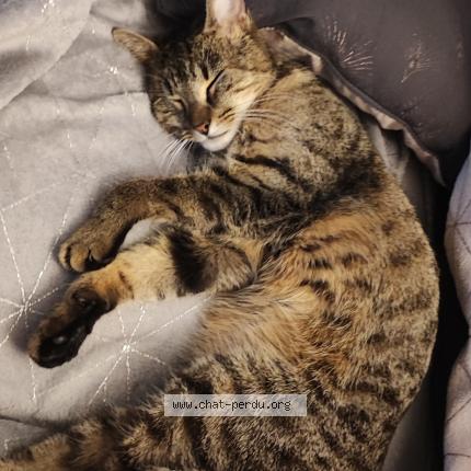 Photo 2/2 Chat retrouvé Perdu à Meung Sur Loire