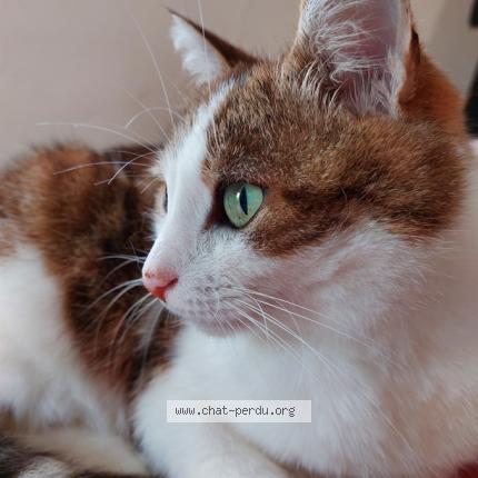 Photo de chat perdu à Saint Christophe Sur Guiers