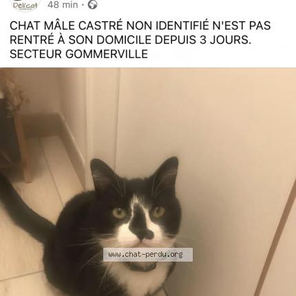 Photo de chat perdu à Gommerville