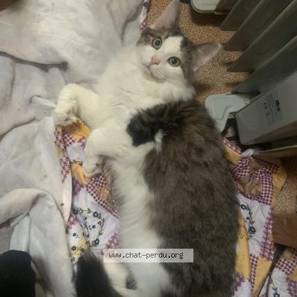 Photo 1/1 Chat retrouvé Perdu à Saacy Sur Marne