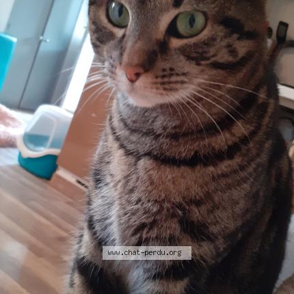 Photo de chat perdu à Mende