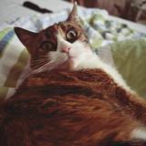 Photo de chat perdu à Yverdon Les Bains