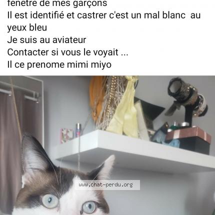Photo 1/1 Chat retrouvé Perdu à Marquette Lez Lille