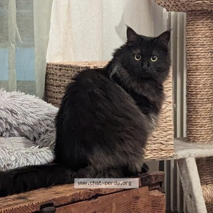 Photo 1/1 Chat retrouvé Perdu à Boulogne Billancourt
