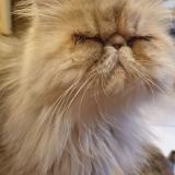 Photo de chat perdu à Jassans Riottier