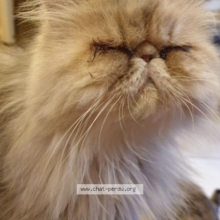 Photo 1/2 Chat retrouvé Perdu à Jassans riottier