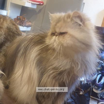 Photo 2/2 Chat retrouvé Perdu à Jassans riottier