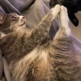 Photo de chat perdu à Saint Germain En Laye