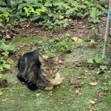 Photo de chat perdu à Paris