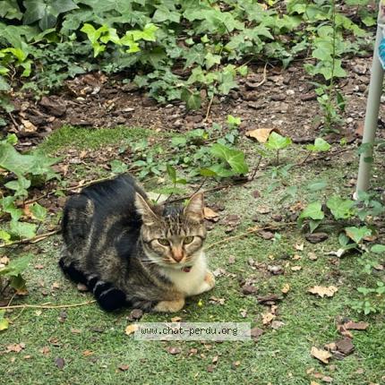 Photo 1/1 Chat retrouvé Perdu à Paris