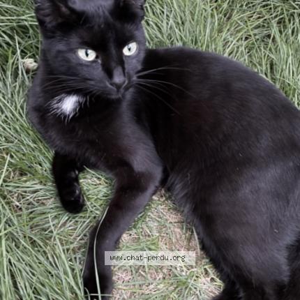 Photo de chat perdu à Poitiers