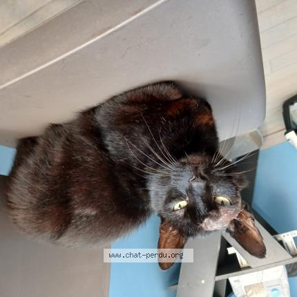 Photo 1/1 Chat retrouvé Trouvé à Saint maurice de remens