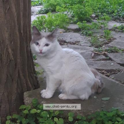 Photo de chat trouvé à Chalons En Champagne