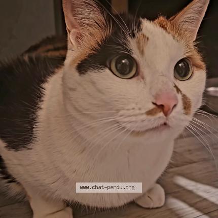 Photo 1/1 Chat retrouvé Perdu à Saint Apollinaire 21850