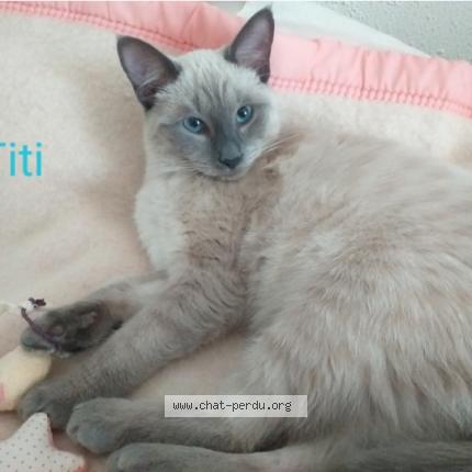 Photo 1/1 Titi Chat perdu à Biarritz