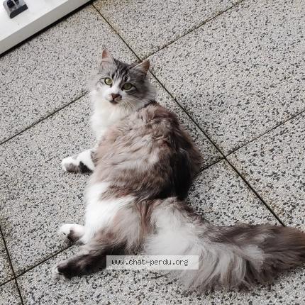Photo 1/1 Chat retrouvé Perdu à Tours