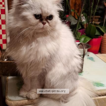 Photo 1/1 Rhea Chat perdu à Auxelles bas