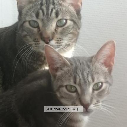 Photo 1/1 Chat retrouvé Perdu à Thuir