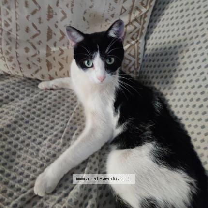 Photo 1/1 Chat retrouvé Perdu à Aixe Sur Vienne