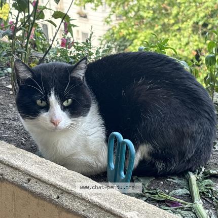 Photo 1/1 Chat retrouvé Perdu à Vincennes