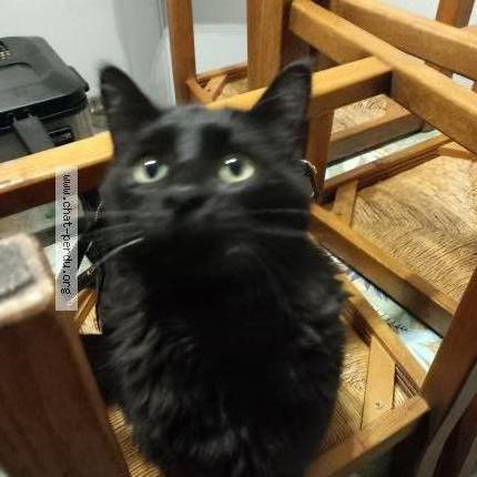Photo de chat perdu à Montbeliard