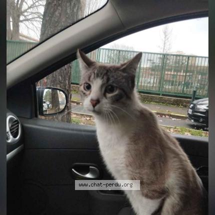 Photo de chat perdu à Aureville
