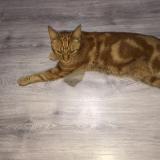 Photo de chat perdu à Flemalle