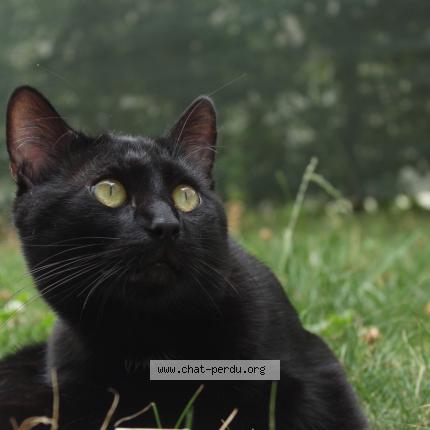 Photo 1/1 Chat retrouvé Perdu à Reims