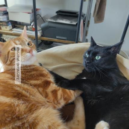 Photo 1/1 Noireaude Chat perdu à Houdan