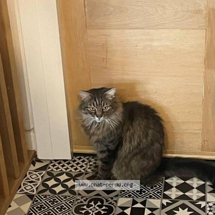 Photo 1/1 Chat retrouvé Perdu à Viroflay