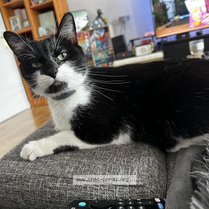 Photo de chat perdu à Neuille Pont Pierre