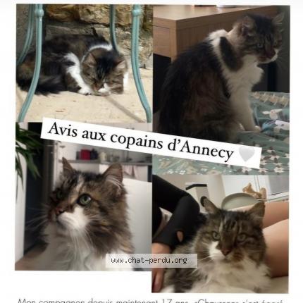 Photo de chat perdu à Annecy Cran Gevrier