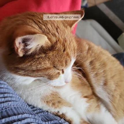 Photo 1/1 Gizmo Chat perdu à Senarclens