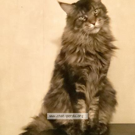 Photo 1/1 Ryū Chat perdu à Maisons alfort