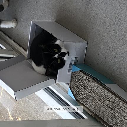 Photo de chat perdu à Saint Laurent Nouan