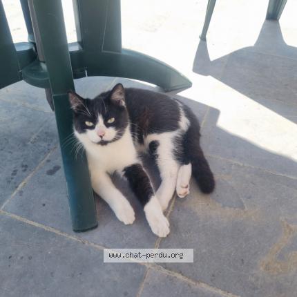 Photo 1/1 Chat retrouvé Perdu à Aire Sur La Lys