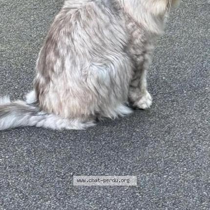 Photo 1/1 Chat retrouvé Perdu à Linzeux