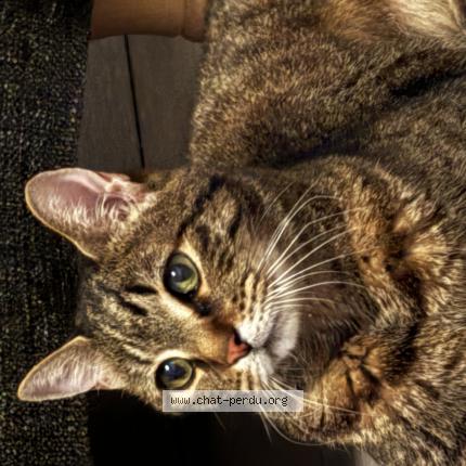 Photo de chat perdu à Ollioules