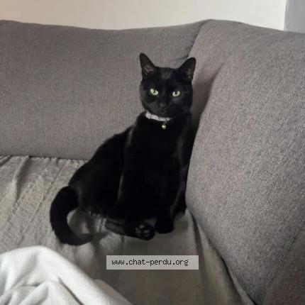 Photo de chat perdu à Sessenheim