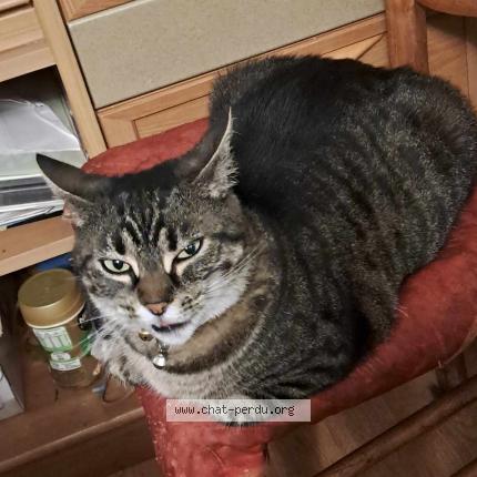 Photo 1/1 Tigrette Chat perdu à La montagne